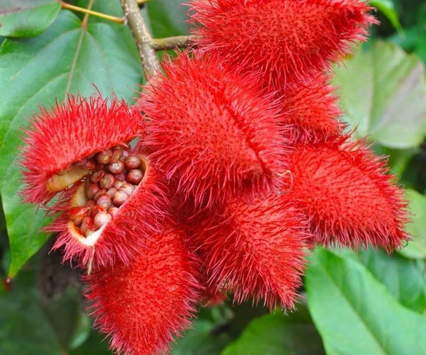 Hyper E Annatto Tocotrienols (Vitamin E)